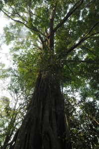 pohon besar di hutan maninjau
